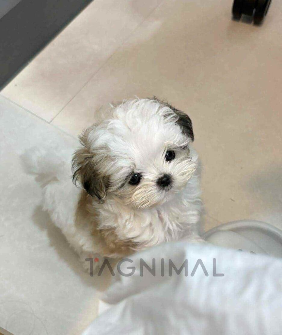 Maltipoo puppy for sale, dog for sale at Tagnimal