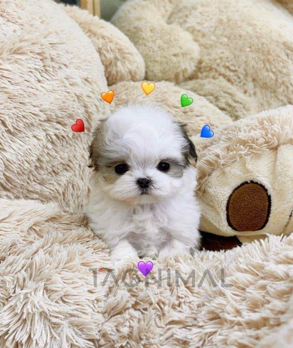 Maltipoo puppy for sale, dog for sale at Tagnimal