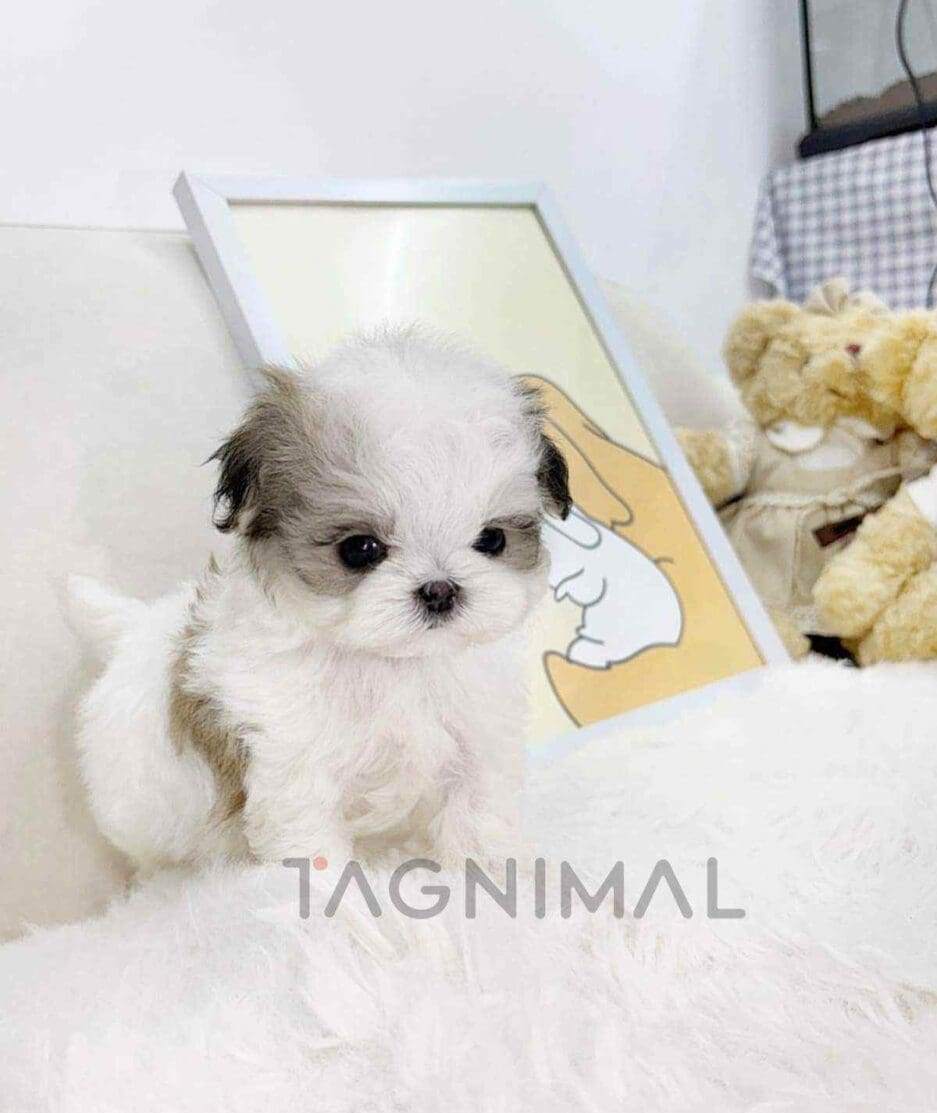 Maltipoo puppy for sale, dog for sale at Tagnimal