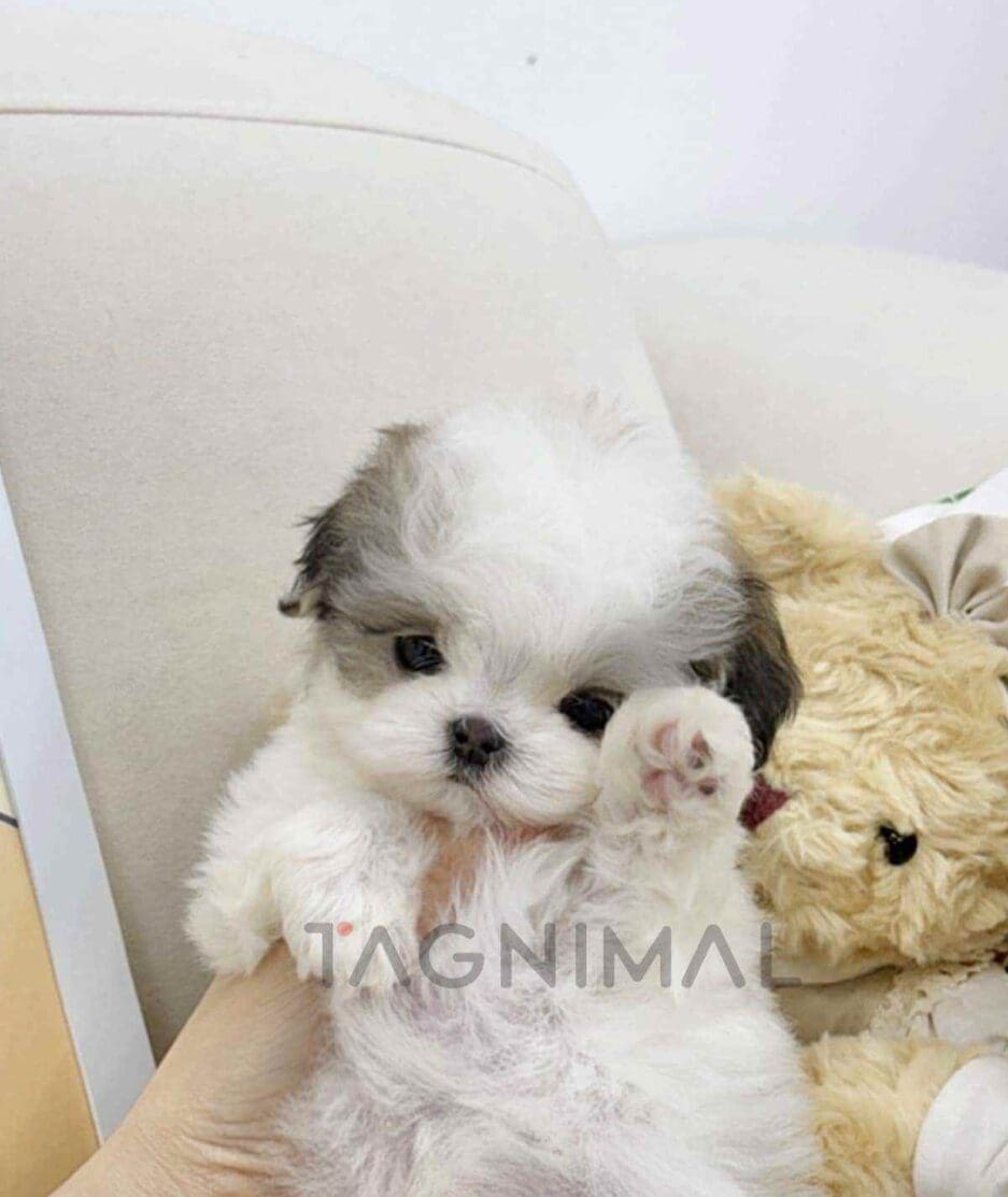 Maltipoo puppy for sale, dog for sale at Tagnimal