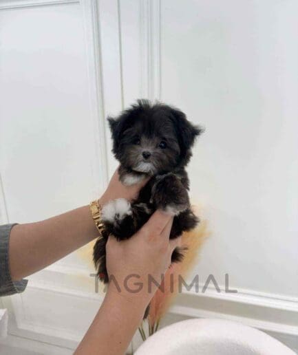 Maltipoo puppy for sale, dog for sale at Tagnimal