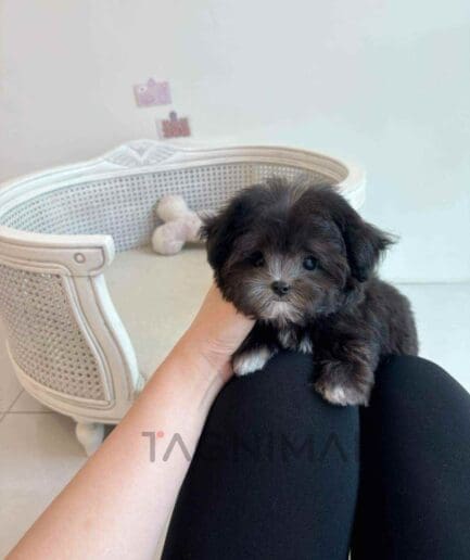 Maltipoo puppy for sale, dog for sale at Tagnimal