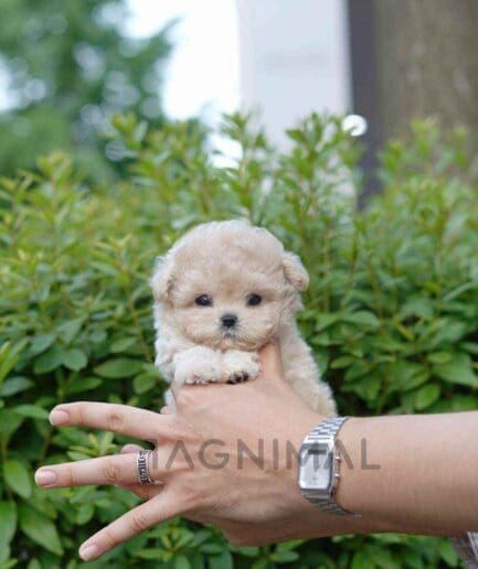 Maltipoo puppy for sale, dog for sale at Tagnimal