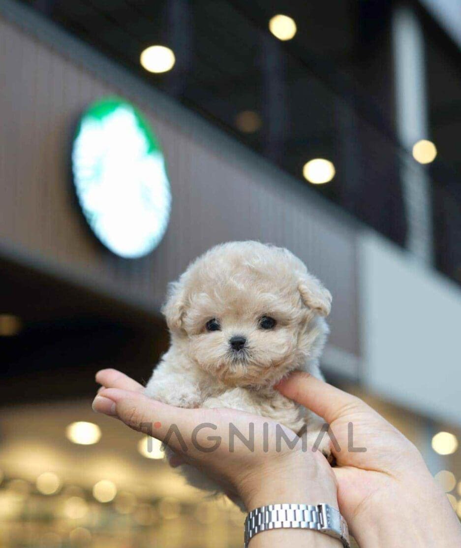 Maltipoo puppy for sale, dog for sale at Tagnimal