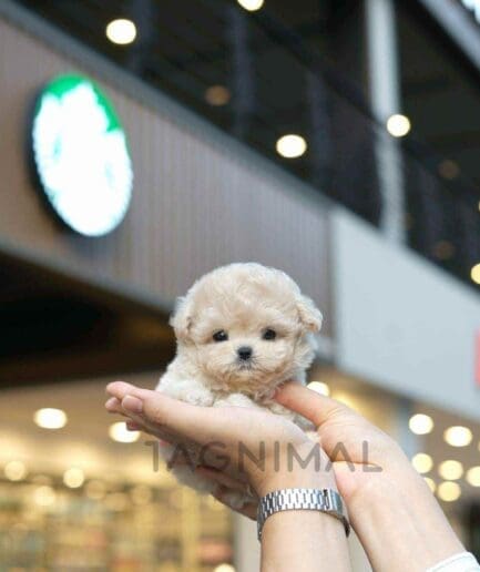 Maltipoo puppy for sale, dog for sale at Tagnimal