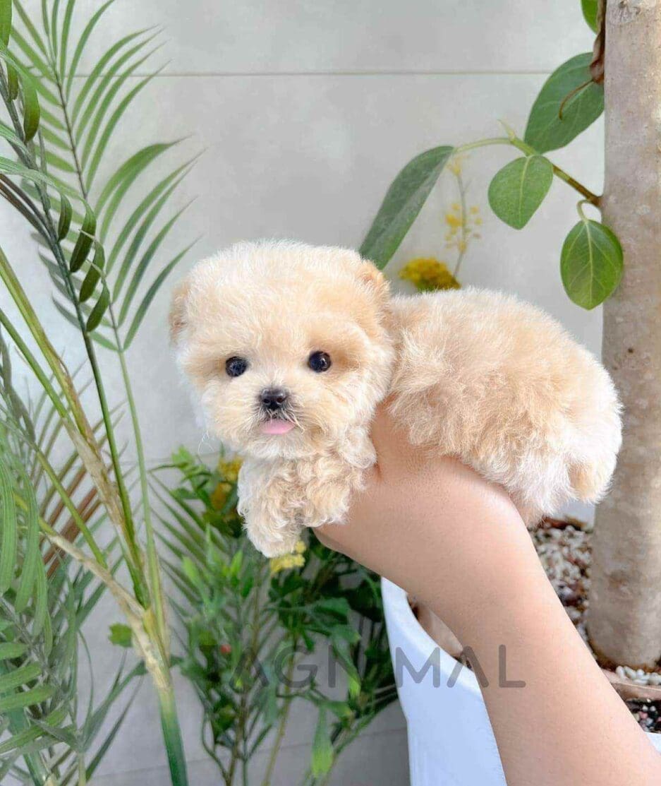 Maltipoo puppy for sale, dog for sale at Tagnimal