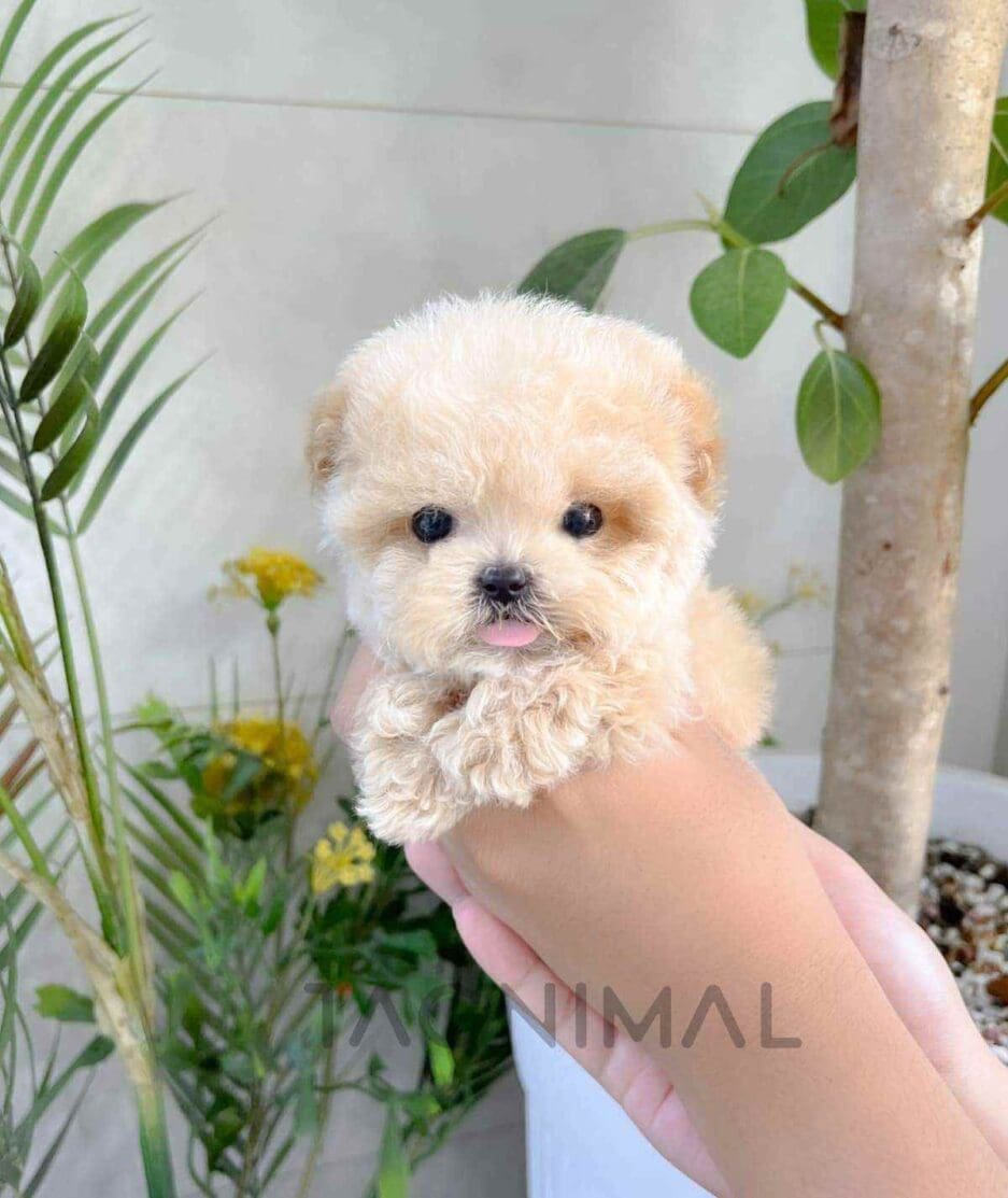 Maltipoo puppy for sale, dog for sale at Tagnimal