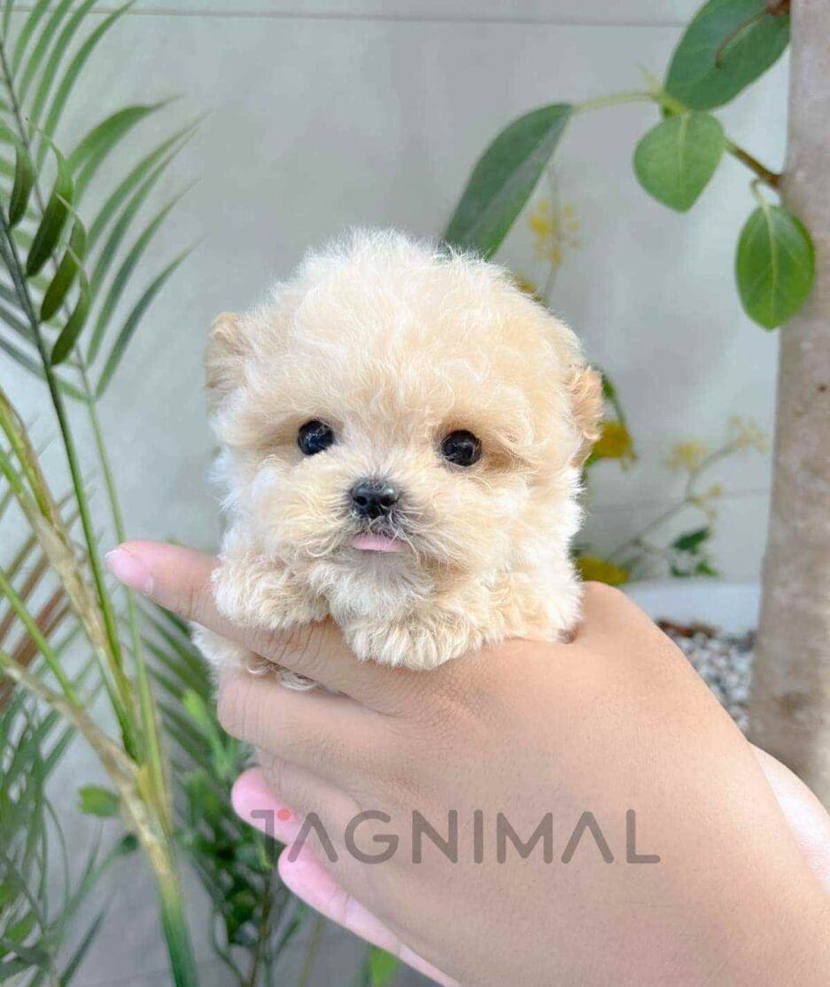 Maltipoo puppy for sale, dog for sale at Tagnimal