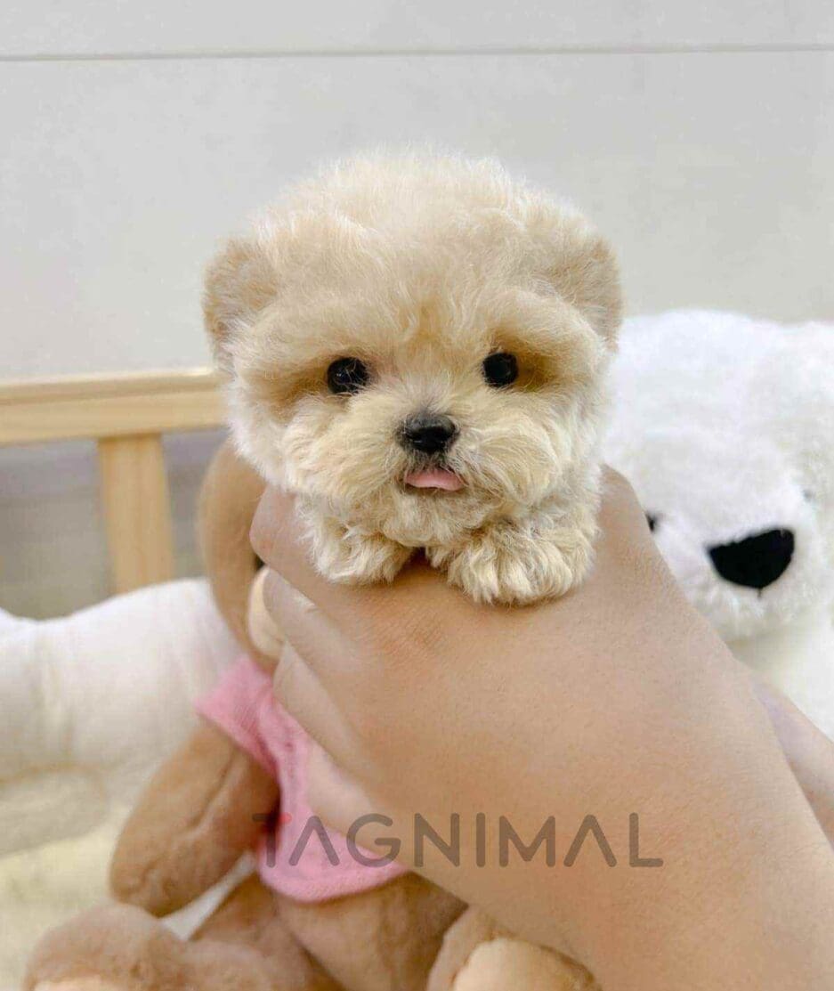 Maltipoo puppy for sale, dog for sale at Tagnimal