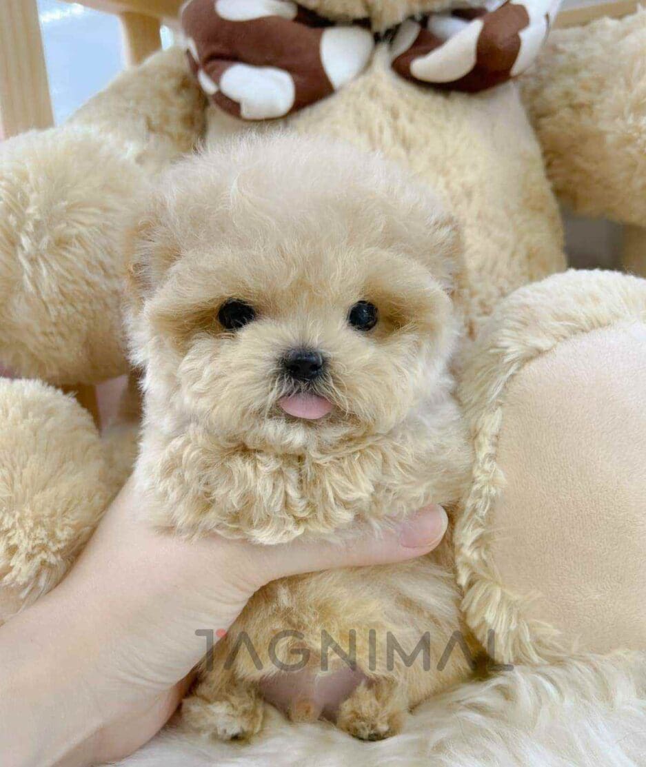 Maltipoo puppy for sale, dog for sale at Tagnimal