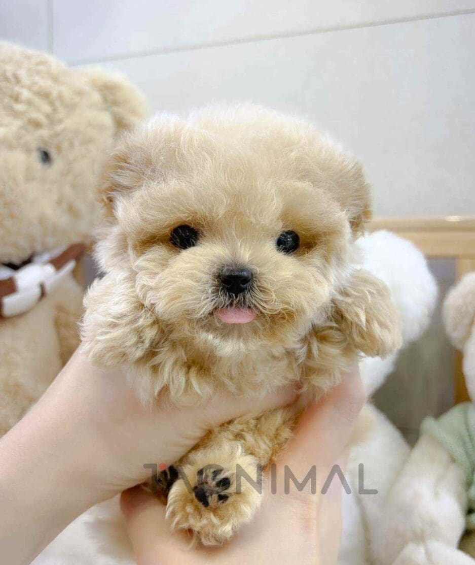 Maltipoo puppy for sale, dog for sale at Tagnimal