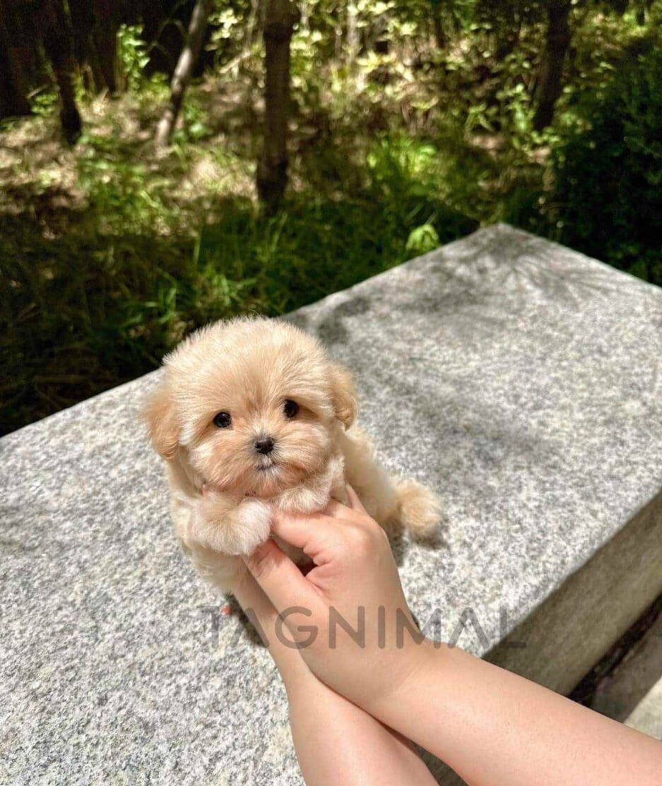 Maltipoo puppy for sale, dog for sale at Tagnimal