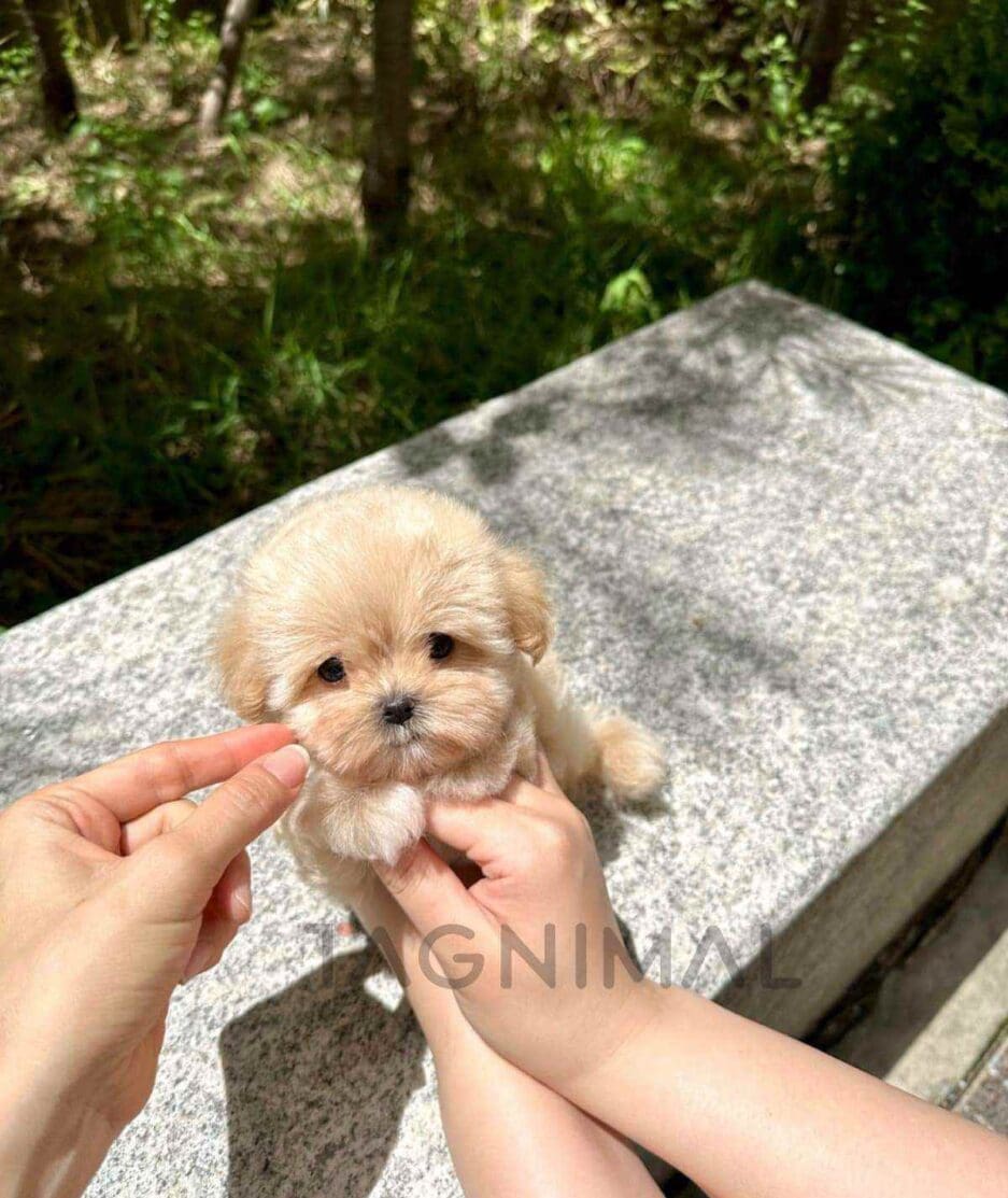 Maltipoo puppy for sale, dog for sale at Tagnimal