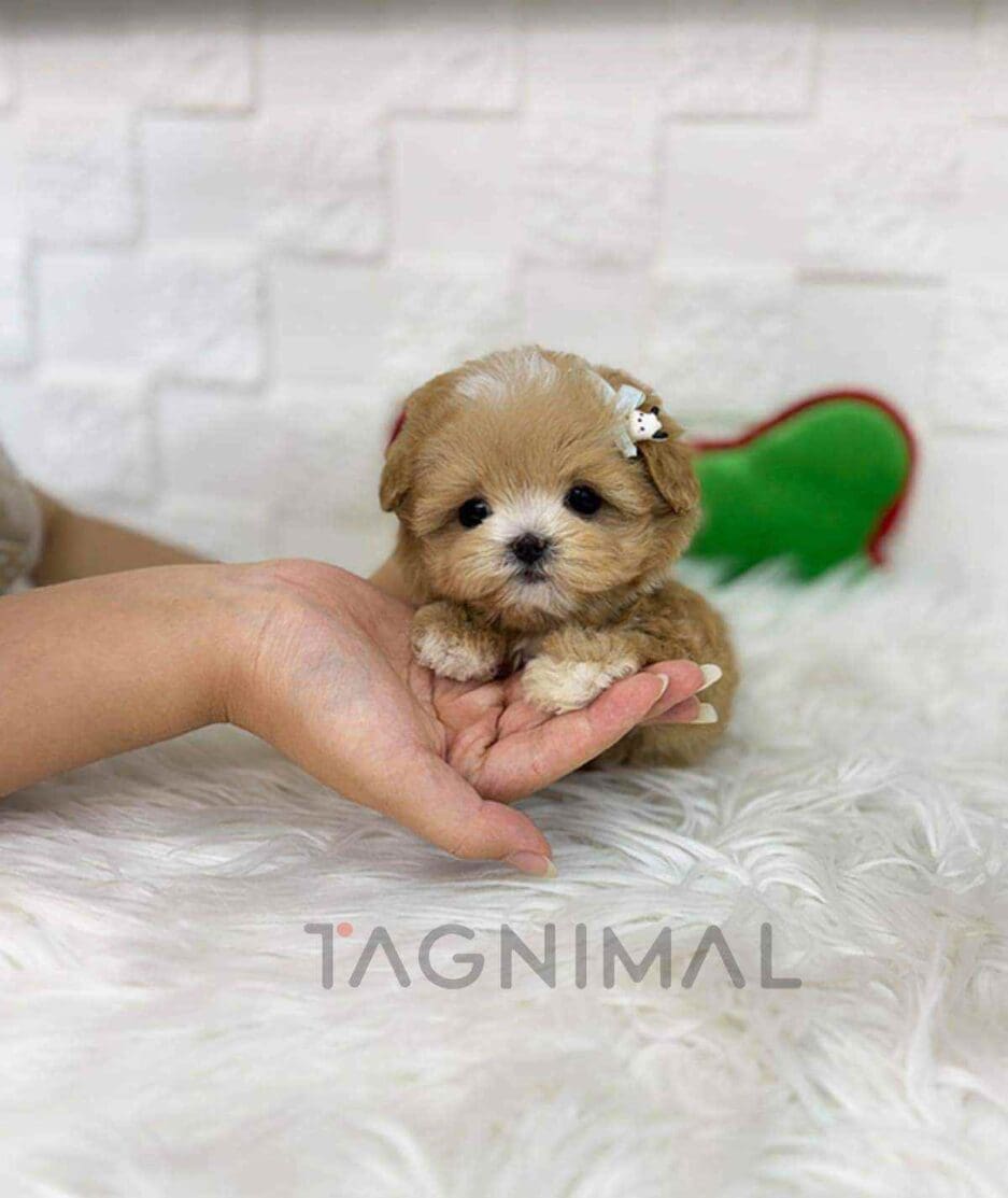 Maltipoo puppy for sale, dog for sale at Tagnimal