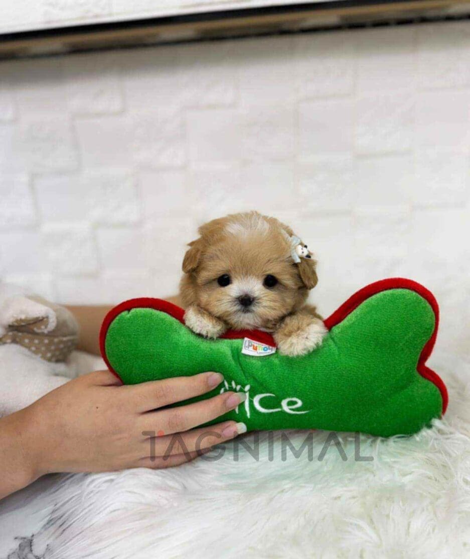 Maltipoo puppy for sale, dog for sale at Tagnimal