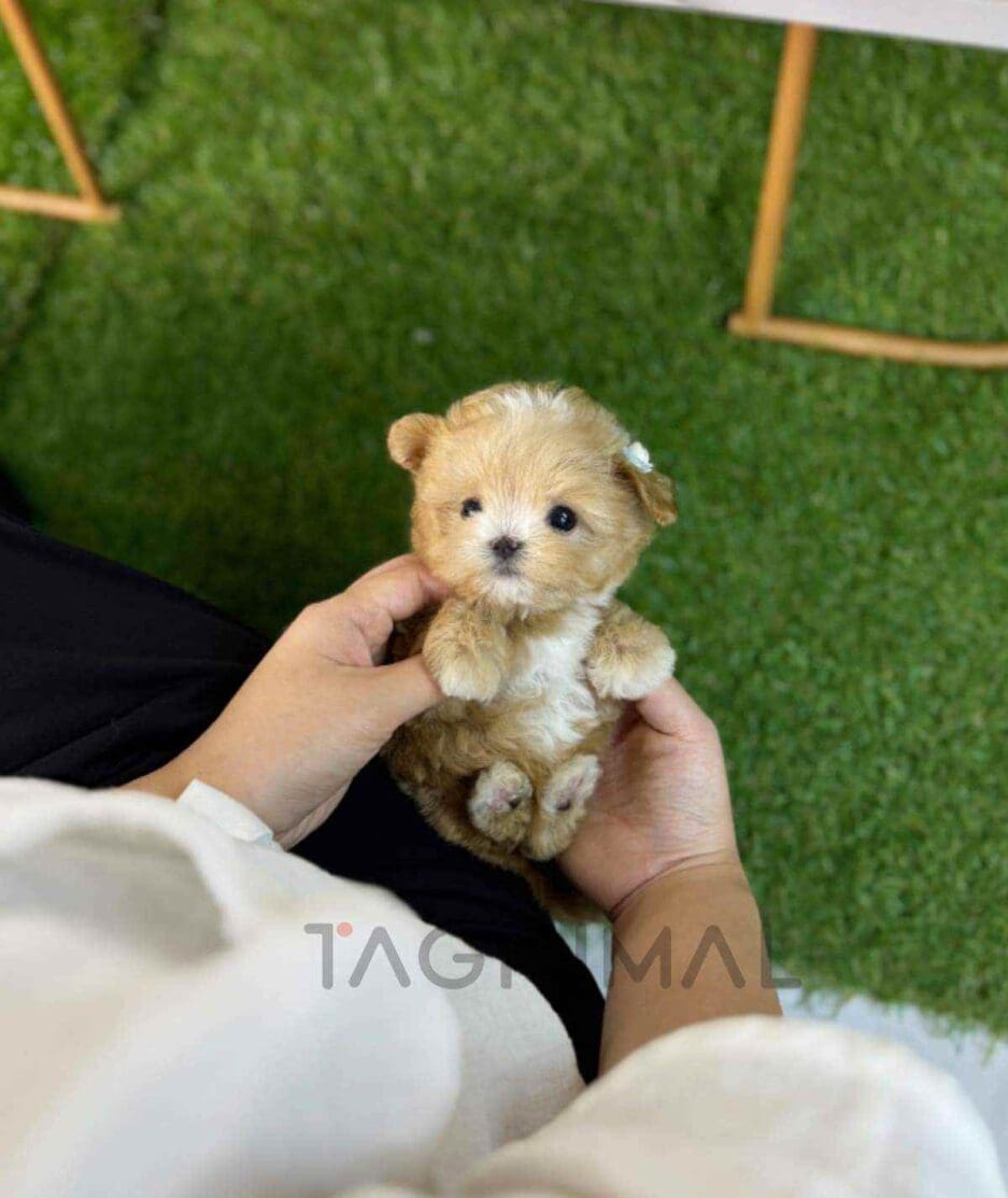 Maltipoo puppy for sale, dog for sale at Tagnimal