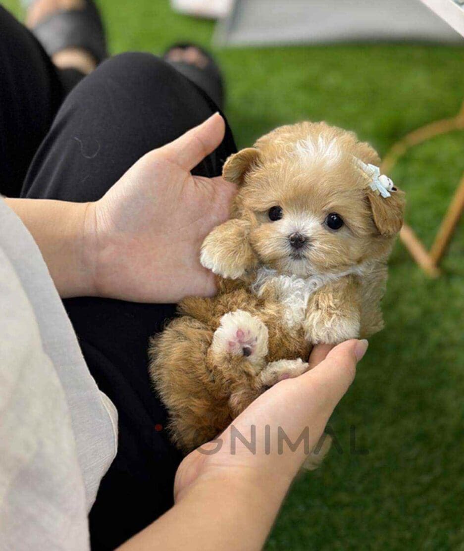 Maltipoo puppy for sale, dog for sale at Tagnimal