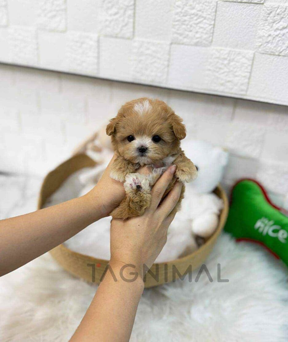 Maltipoo puppy for sale, dog for sale at Tagnimal