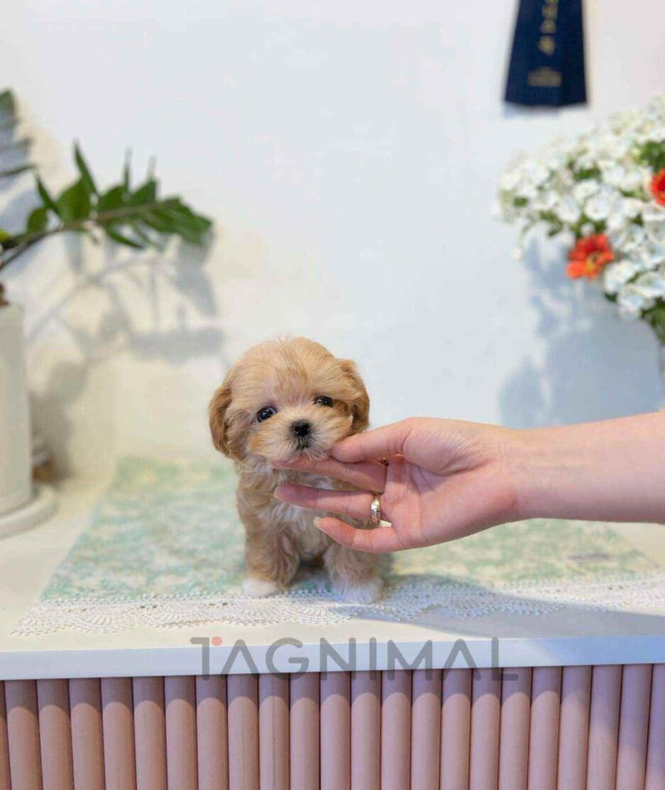 Maltipoo puppy for sale, dog for sale at Tagnimal