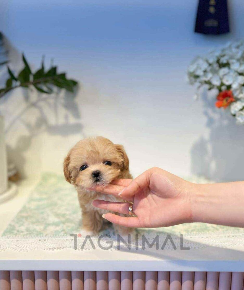 Maltipoo puppy for sale, dog for sale at Tagnimal