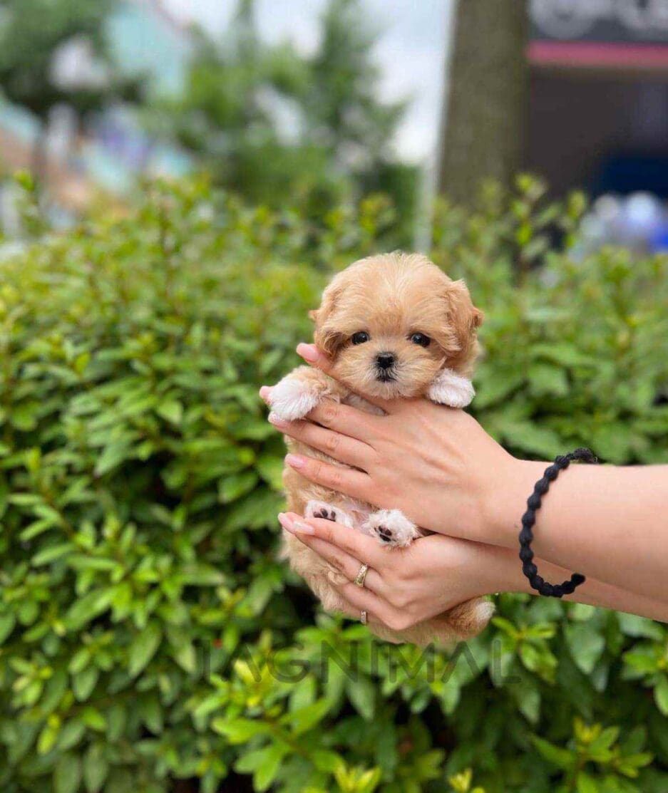 Maltipoo puppy for sale, dog for sale at Tagnimal