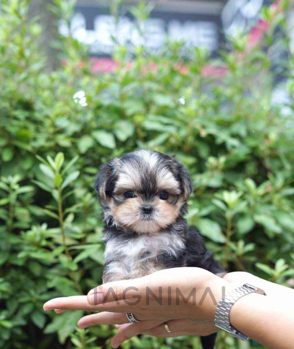 Morkie puppy for sale, dog for sale at Tagnimal