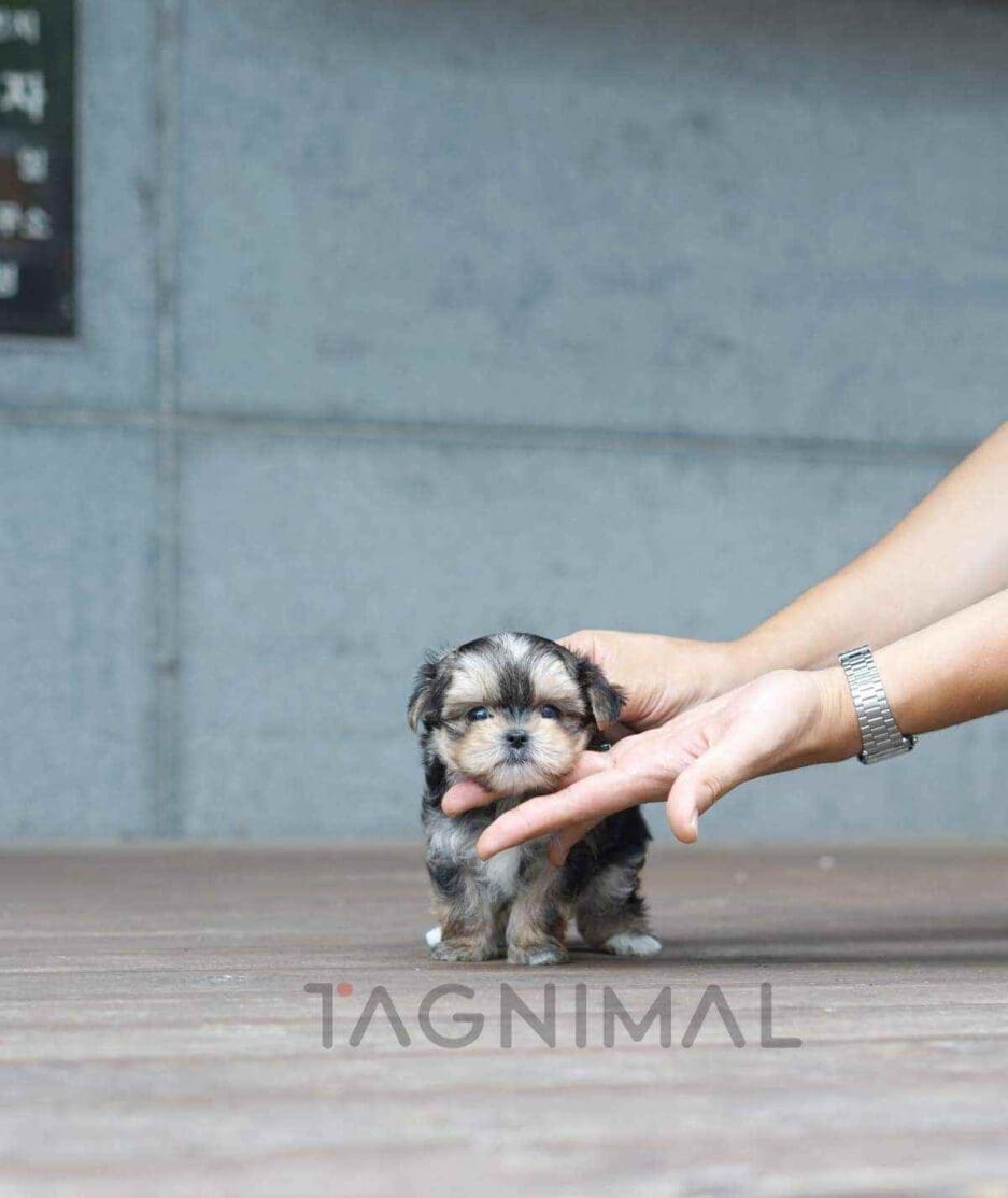 Morkie puppy for sale, dog for sale at Tagnimal