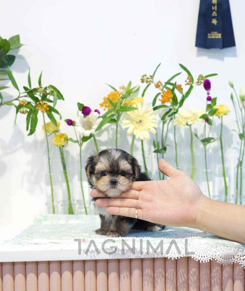 Morkie puppy for sale, dog for sale at Tagnimal