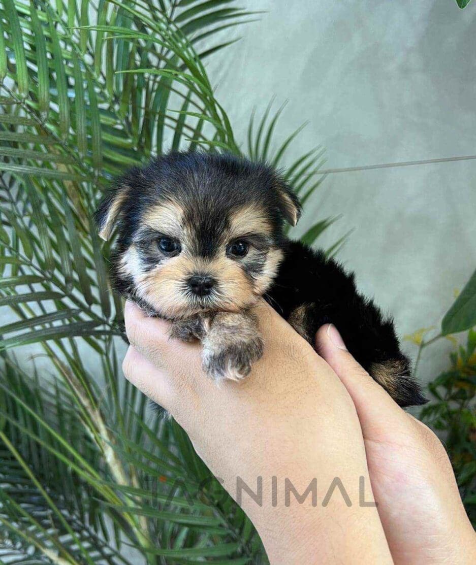 Morkie puppy for sale, dog for sale at Tagnimal