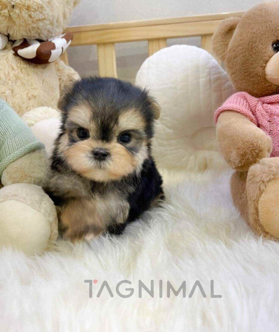 Morkie puppy for sale, dog for sale at Tagnimal