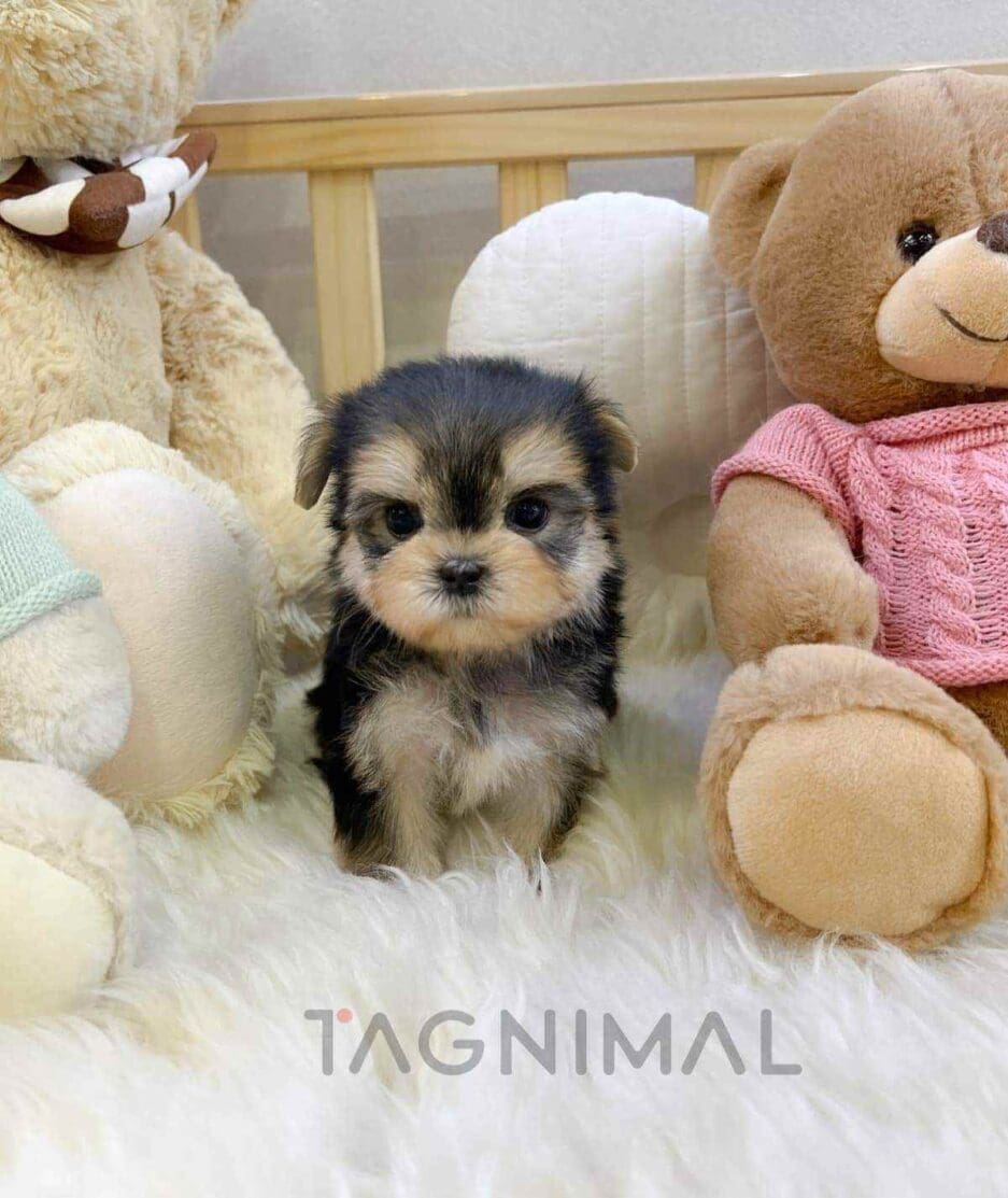 Morkie puppy for sale, dog for sale at Tagnimal