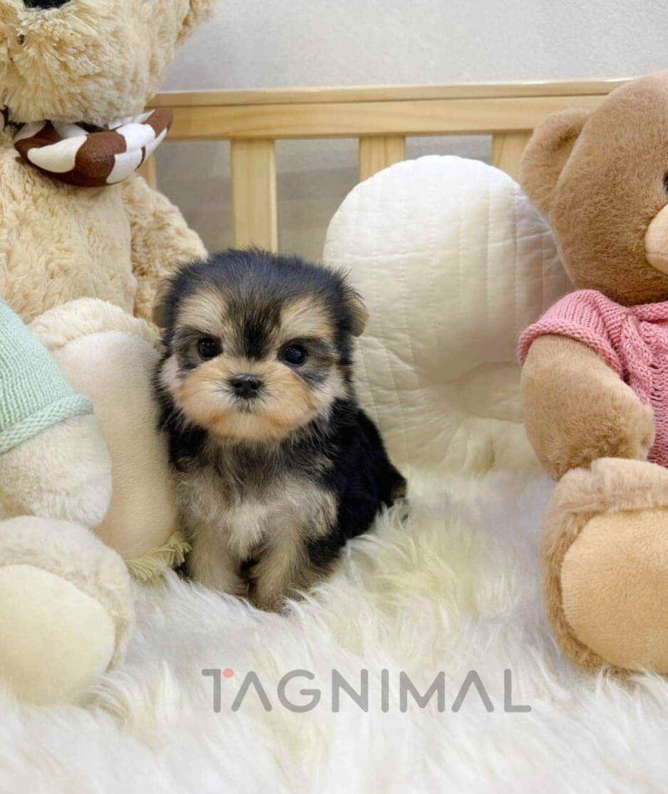 Morkie puppy for sale, dog for sale at Tagnimal