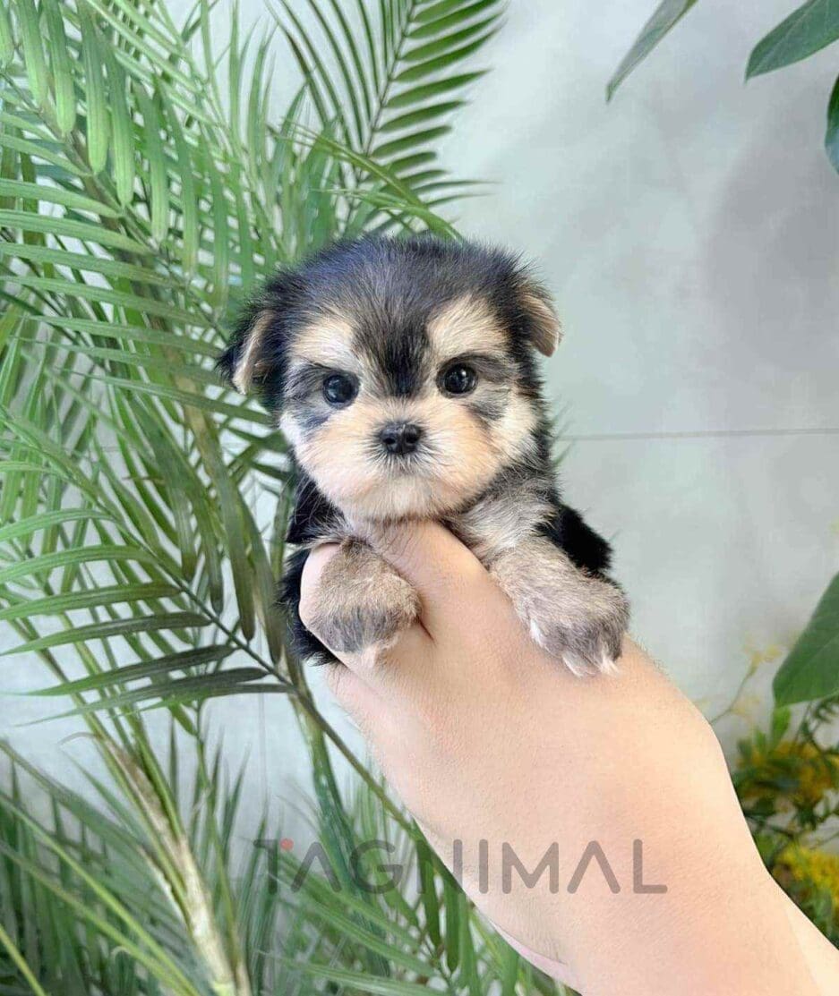 Morkie puppy for sale, dog for sale at Tagnimal