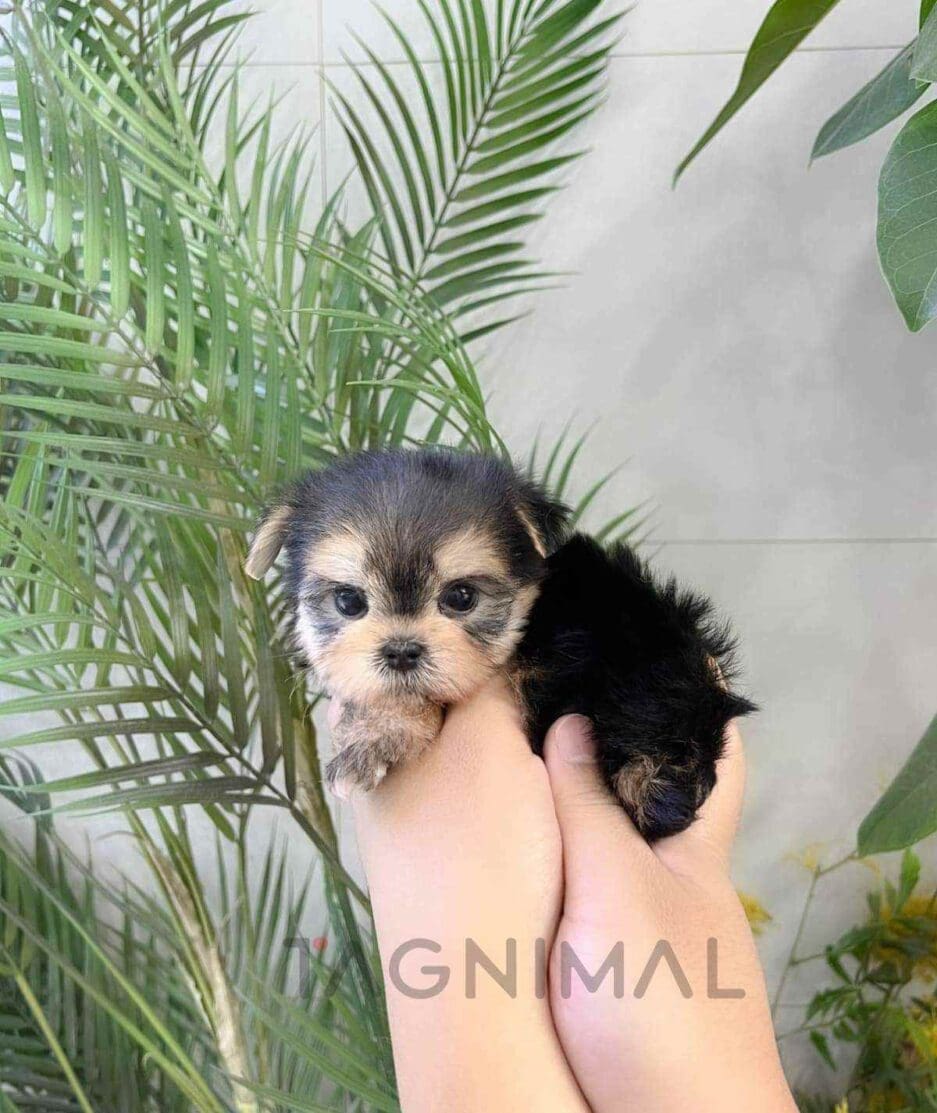 Morkie puppy for sale, dog for sale at Tagnimal