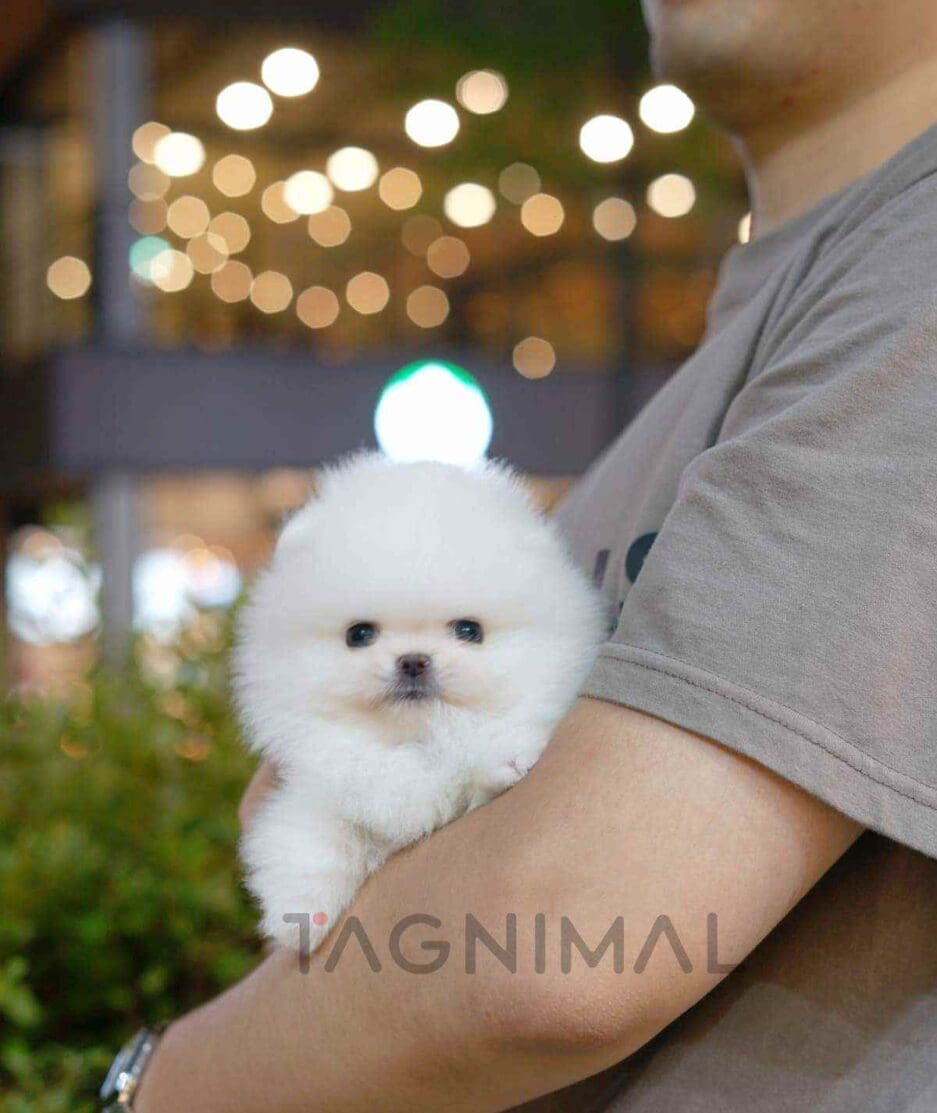 Pomeranian puppy for sale, dog for sale at Tagnimal