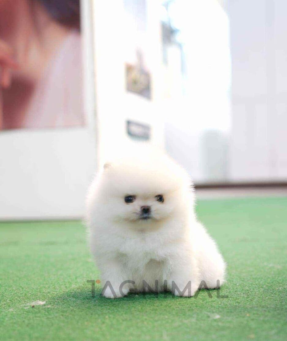 Pomeranian puppy for sale, dog for sale at Tagnimal