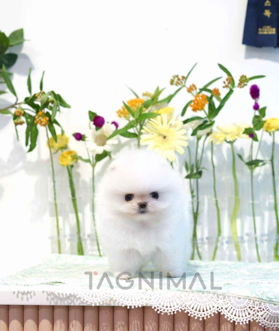 Pomeranian puppy for sale, dog for sale at Tagnimal