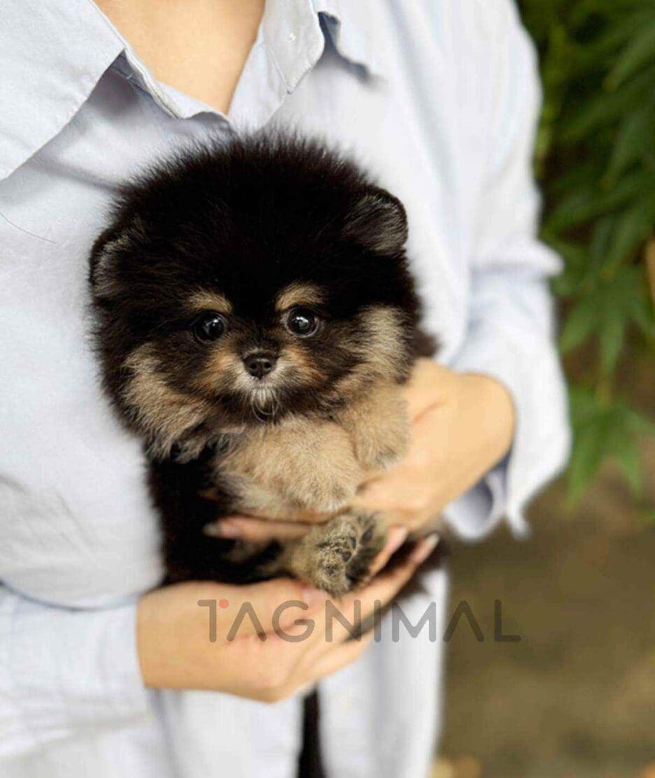 Pomeranian puppy for sale, dog for sale at Tagnimal