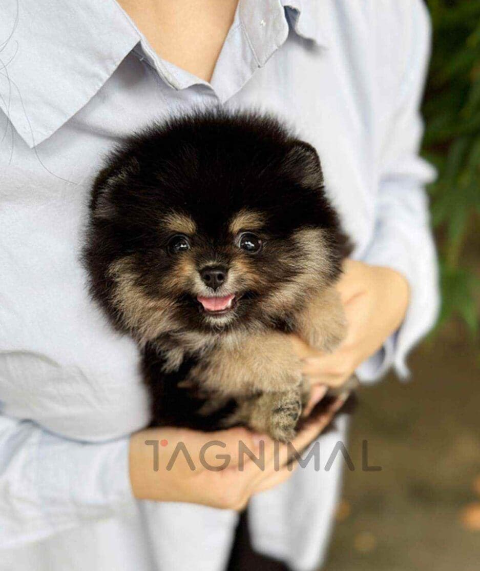 Pomeranian puppy for sale, dog for sale at Tagnimal