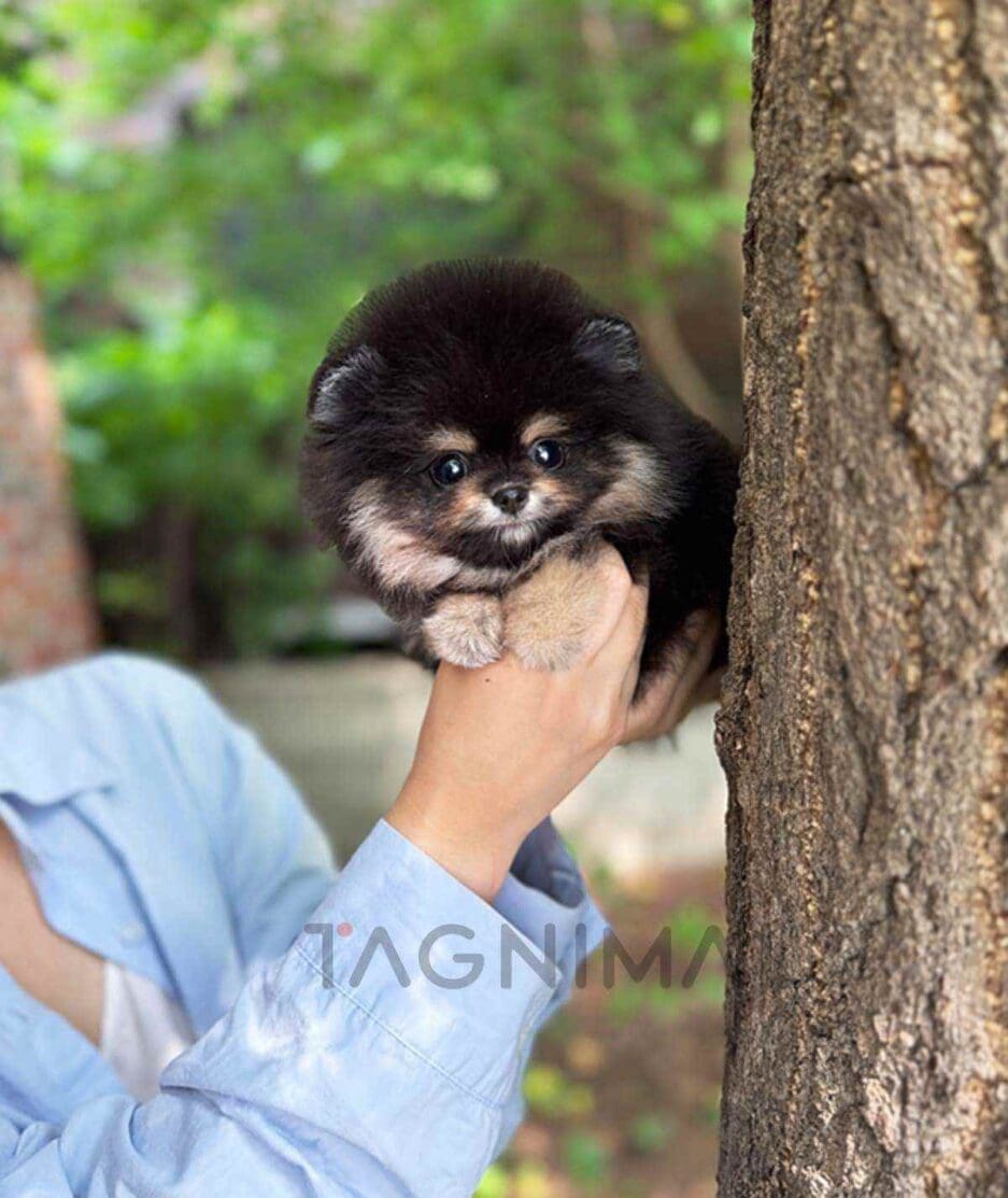 Pomeranian puppy for sale, dog for sale at Tagnimal