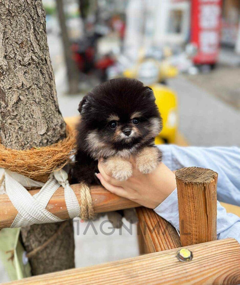 Pomeranian puppy for sale, dog for sale at Tagnimal