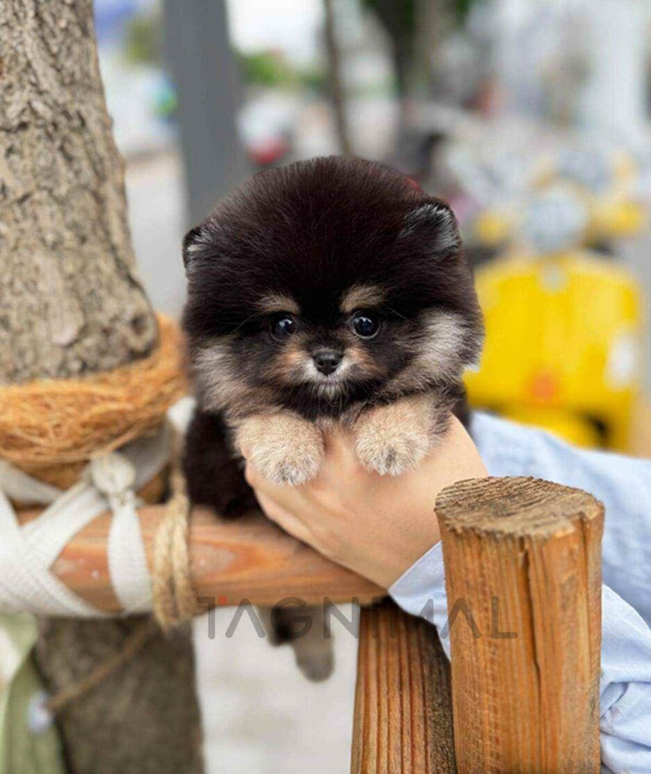 Pomeranian puppy for sale, dog for sale at Tagnimal