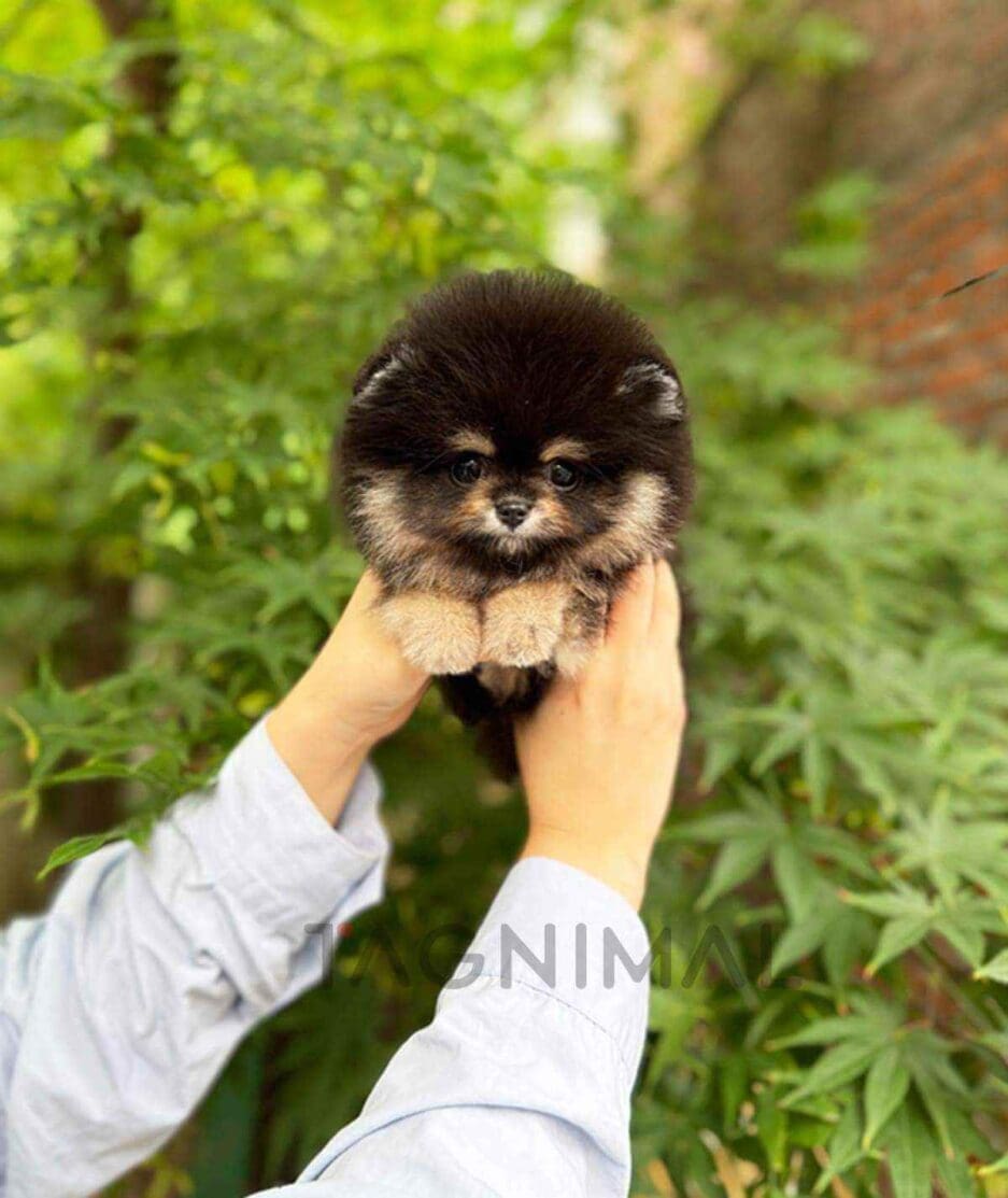 Pomeranian puppy for sale, dog for sale at Tagnimal