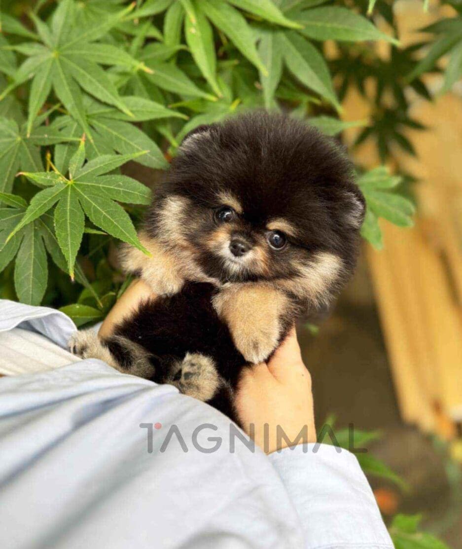 Pomeranian puppy for sale, dog for sale at Tagnimal