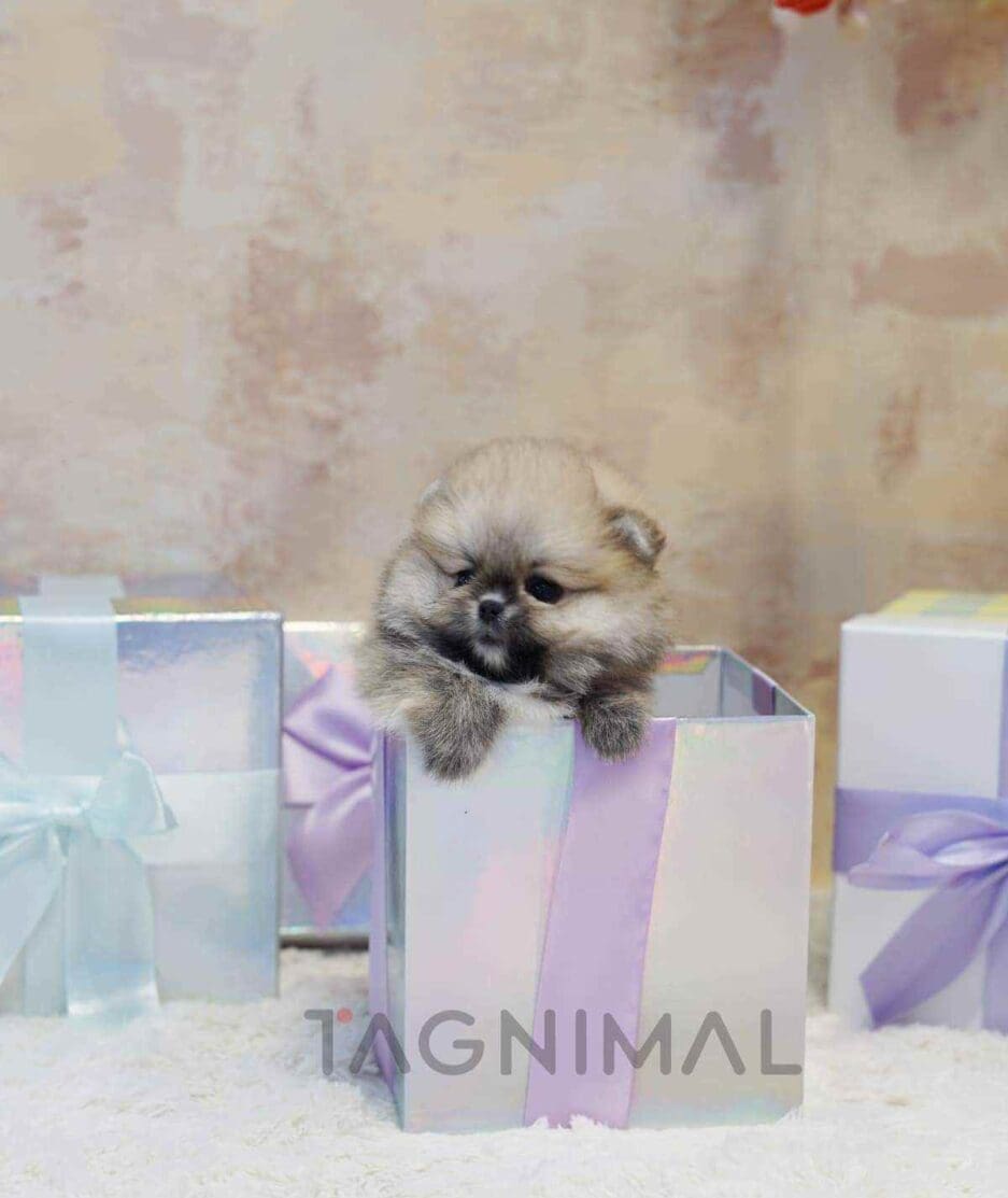 Pomeranian puppy for sale, dog for sale at Tagnimal