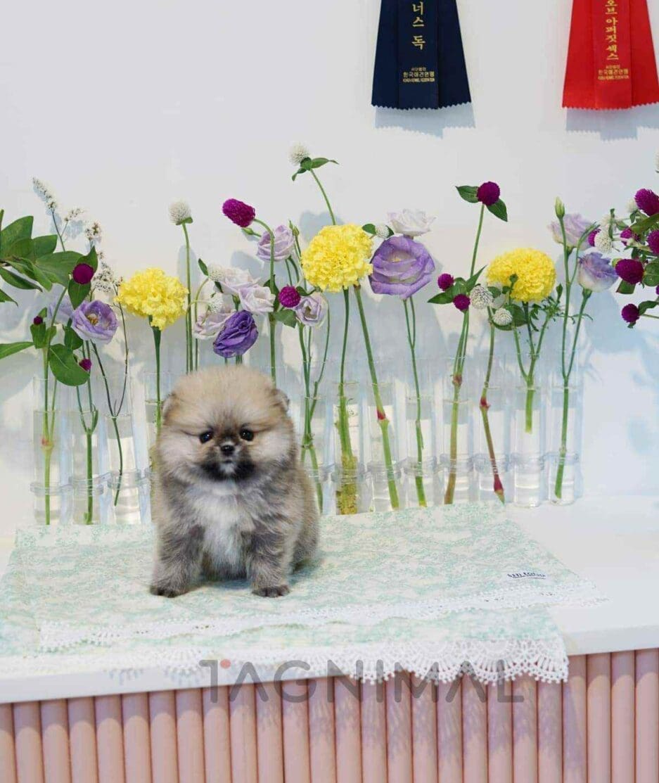 Pomeranian puppy for sale, dog for sale at Tagnimal