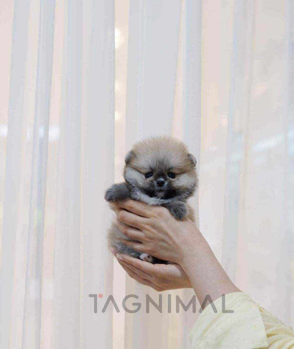 Pomeranian puppy for sale, dog for sale at Tagnimal