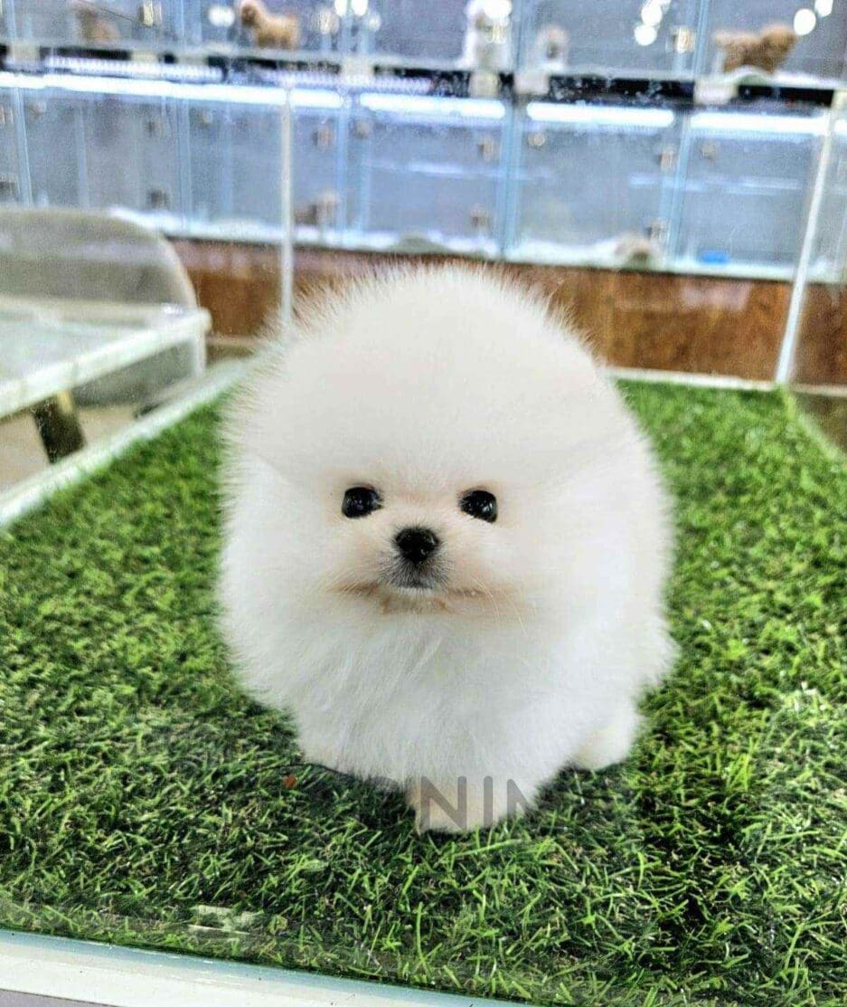 Pomeranian puppy for sale, dog for sale at Tagnimal