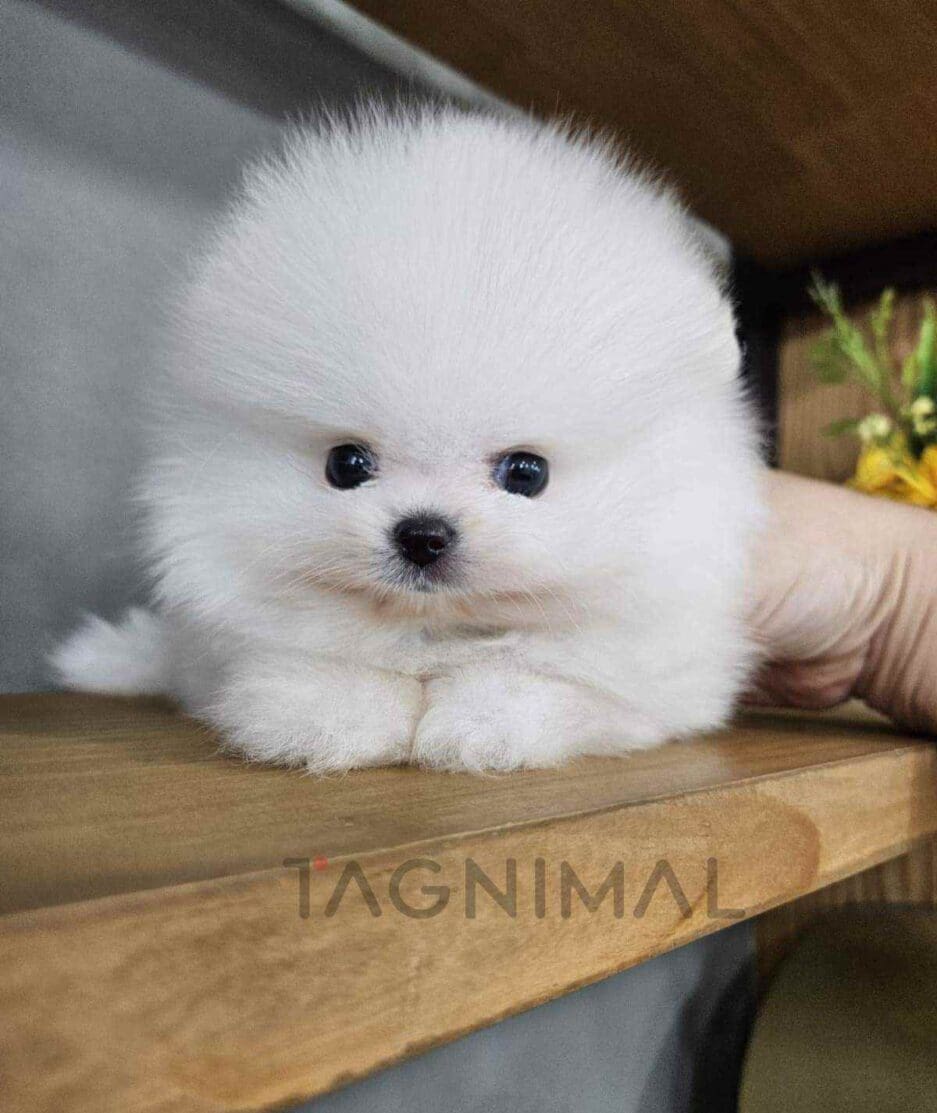 Pomeranian puppy for sale, dog for sale at Tagnimal