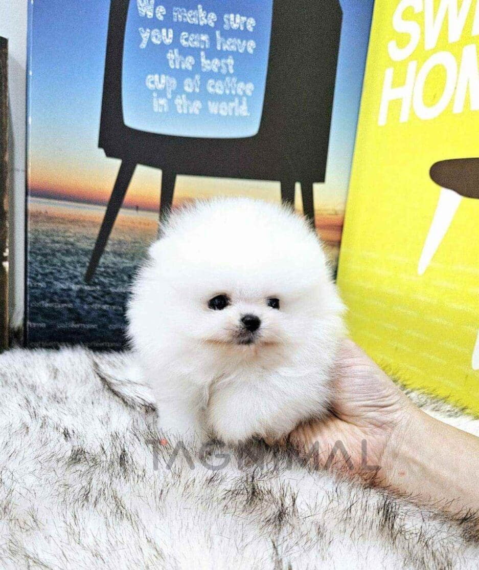 Pomeranian puppy for sale, dog for sale at Tagnimal